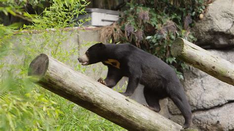 Sun bear climbing log in zoo habitat Premium Stock Video Footage