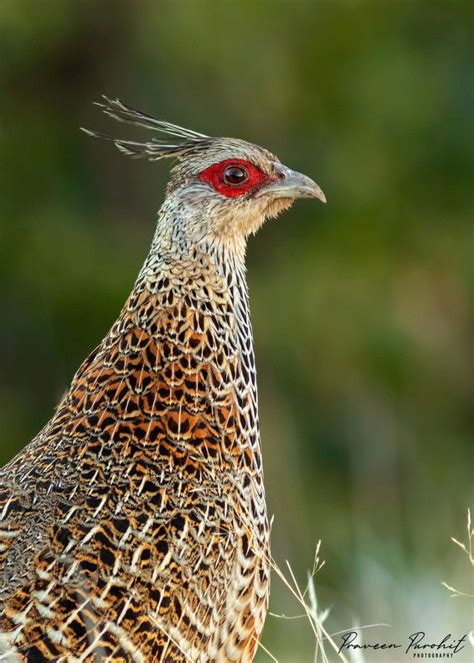 Cheer Pheasant - Praveen Purohit Photography