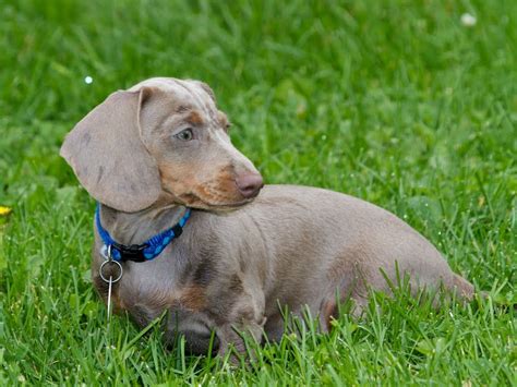 Color: Isabella (fawn) & Tan. | Dog blog, Dog coat pattern, Dachshund