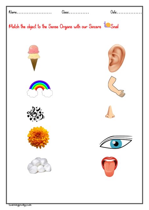 Match the object to the Sense Organs | LearningProdigy | Sci Sense Org… | Sensory activities for ...