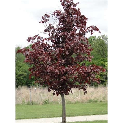 Online Orchards Crimson King Maple Tree Bare Root SHNM001 - The Home Depot