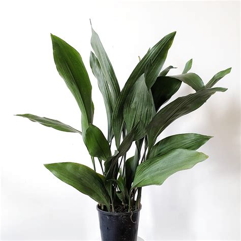 Aspidistra Elatior Cast Iron Plant 18cm | Indoor Plants– Plantsmith