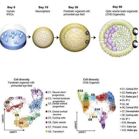 ORGANOIDS: CONSTRUCTS DERVIED FROM STEM CELLS – faCellitate