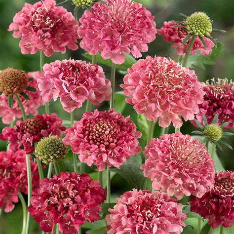 Scabiosa Atropurpurea Salmon Queen Hardy PIncushion Garden Flower Plant Seeds