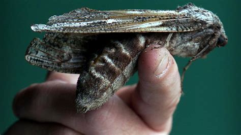 Giant wood moth found at Queensland primary school | KidsNews