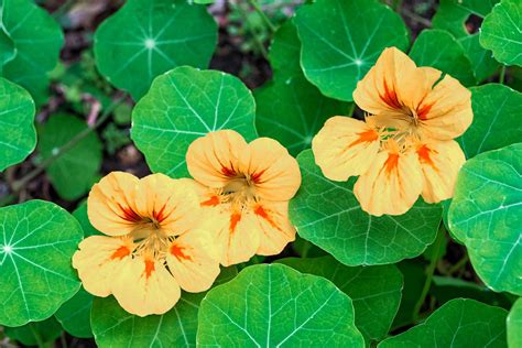 How to Grow and Care for Nasturtium