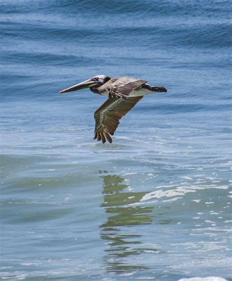 Low Flying Pelican Over Ocean Stock Photo - Image of pelican, blue ...