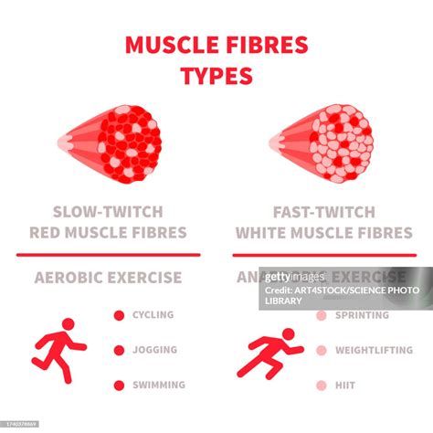 Muscle Fibre Types Illustration High-Res Vector Graphic - Getty Images