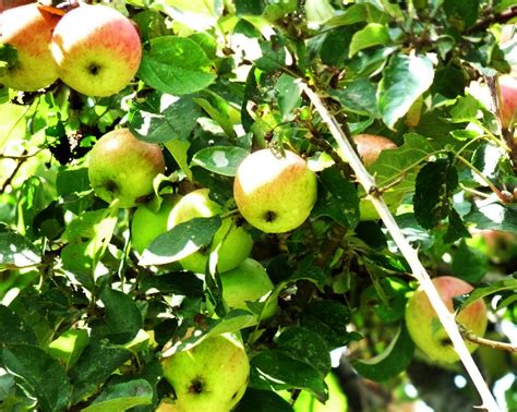 tolpuddle martyr: Rare apple varieties growing in the fields of France.