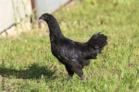 Ayam Cemani Stock Photo | Adobe Stock