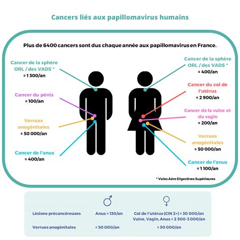 Infection aux Papillomavirus (HPV) et risques de cancer • Cancer Environnement