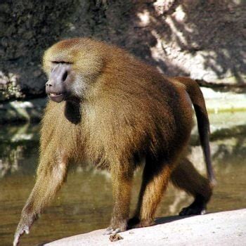 guinea baboons – Freethinking Animal Advocate