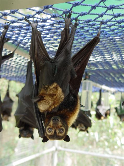 Five Facts Why Bats Are Supermoms! — theinvertedperspective