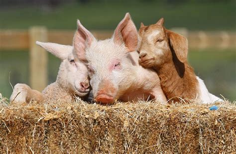 Animal sanctuary for Pigs - why they need our help? - Juliana's Animal ...