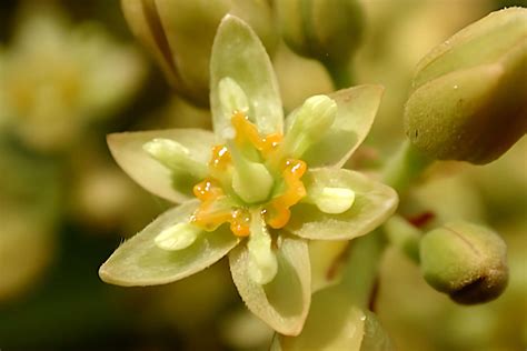 Hand Pollinating Avocado Trees - Gardening Latest