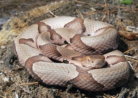 Baby Copperhead Snake Venom | informacionpublica.svet.gob.gt