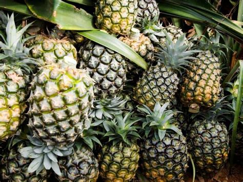 When To Harvest Pineapple - Gardening Tips 2023 - Northern Nester