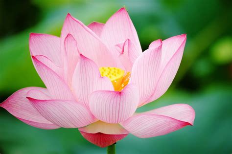 Lotus Flower HD wallpapers | HD Wallpapers (High Definition) | Free Background