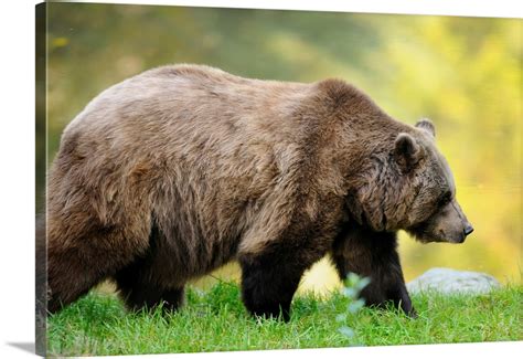 Side View Of European Brown Bear, Bavarian Forest National Park ...