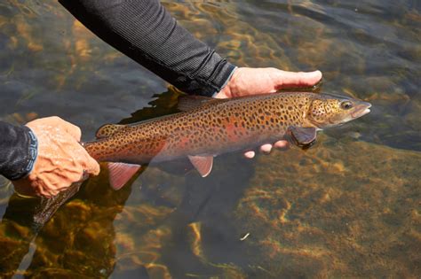 Trout Fishing Tips for Beginners - Fishmasters.com