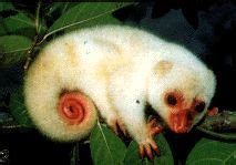 spotted cuscus - Google Search Primates, Mammals, Amphibians, Reptiles, Australia Animals ...