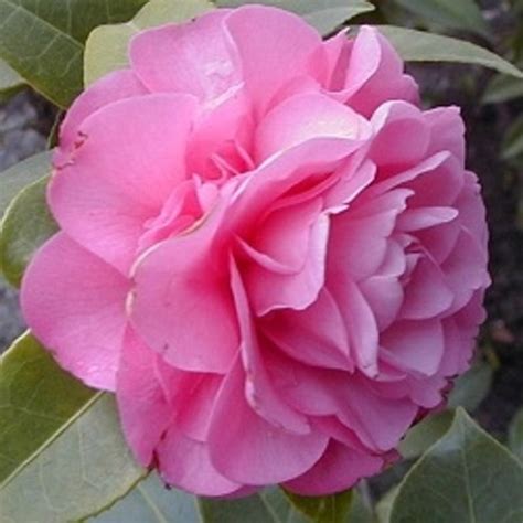 Beautiful Camellias | HubPages