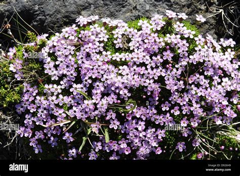 Moss campion, Silene acaulis, Arnarstapi, Snæfellsness Peninsula, West ...