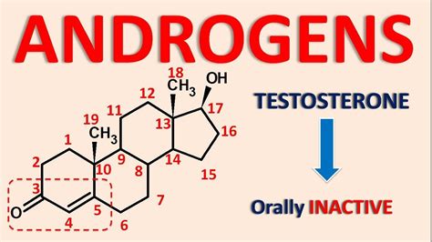 Androgens and androgenesis - Testosterone, Nandrolone, Mesterolone ...