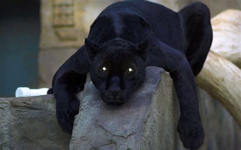 Black Panther Baby Wallpapers - Top Free Black Panther Baby Backgrounds ...