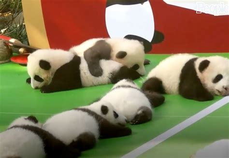 13 Panda Cubs Make Their Public Debut at Chengdu Research Base