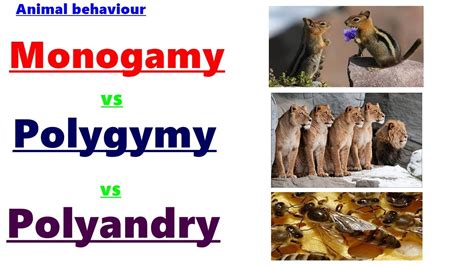 What is Monogyny,polygyny & polyandry?Animal behviour-MONOGYMY ...