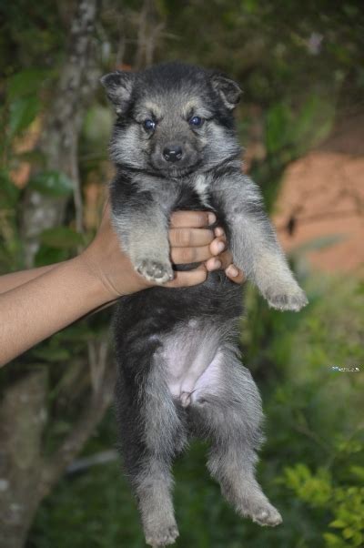 Lion Shepherd Puppies in Sri Lanka - Siyaluma.lk