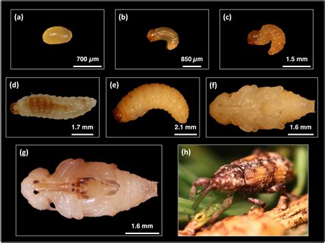 Sequencing the Spruce Weevil Genome | Genome Sciences Centre