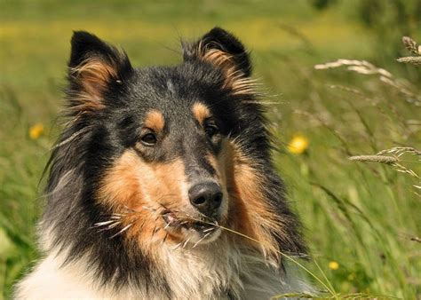 Are Smooth And Rough Coated Collies Bred Differently