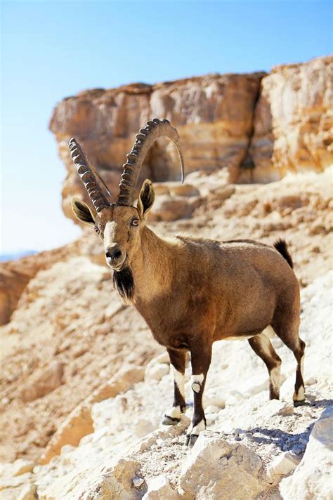 Male Nubian Ibex Photograph by Photostock-israel