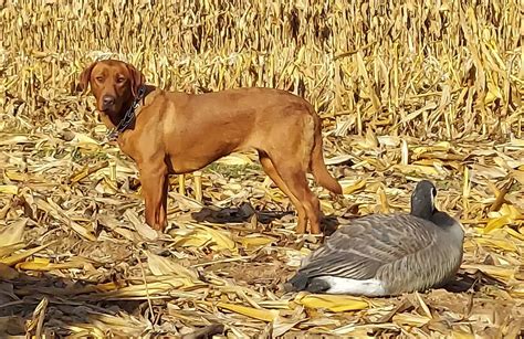 Fox Red Lab Puppies for Sale in MD,VA,MA,NY,NJ,NC,PA,DE