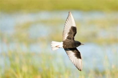 30 Stunning Black Birds With White Wings - BirdChronicle.com