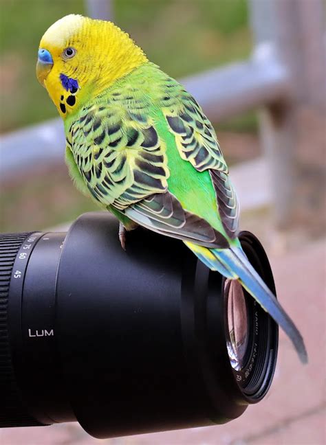 Bird Photography TipsEditingquest -Editing Apps |Software |Review | Tips and Tricks