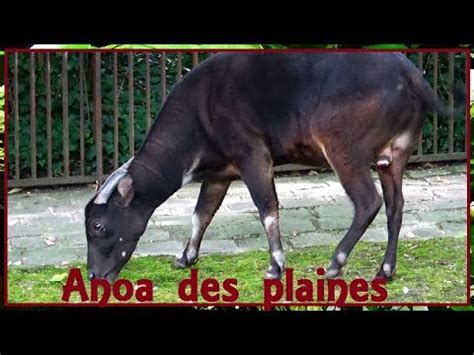 Bubalus depressicornis - (Smith, 1827) - (Bovidae) - Anoa des Plaines ...