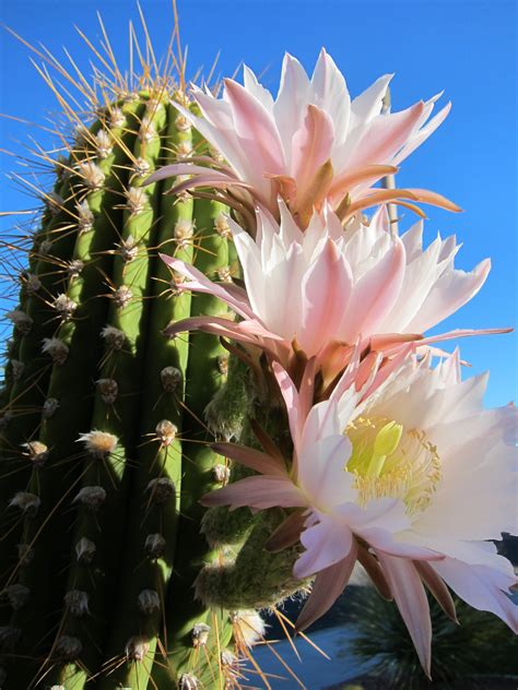 Saguaro Cactus Flower | Cactus flower, Flower plant images, Saguaro cactus