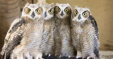 New mom in the wings: Rescued baby owls find foster home