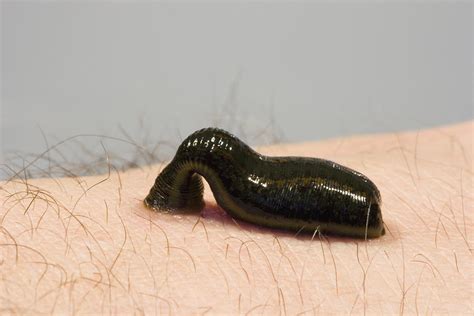 Medicinal Leech Hirudo Medicinalis Photograph by Science Stock Photography - Pixels