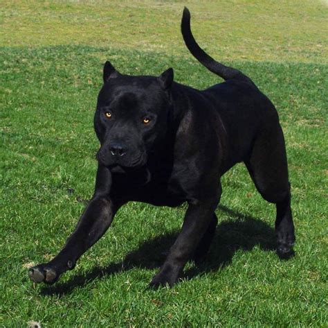 Cane Corso Pitbull Mix Welpen