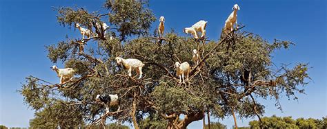 Goats in Trees