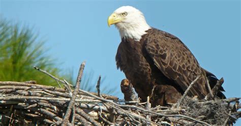 Little Blog on the Prairie: On National Security, Be Not Hawks or Doves; Be Eagles