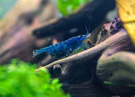 Neocaridina davidi: The Ultimate Cherry Shrimp Tank Mates and Care ...