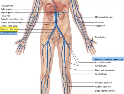 Common iliac vein anatomy and function