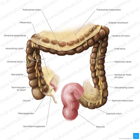 Large intestine: Anatomy, blood supply and innervation | Kenhub