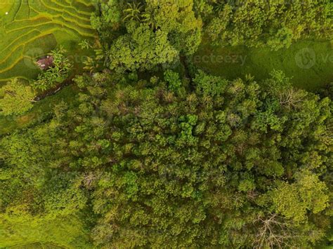 Aerial view of green rice terraces in Indonesia 21588823 Stock Photo at ...