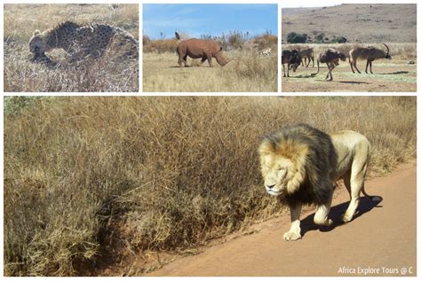 Rhino & Lion Park - Africa Explore Tours & Safaris - www.africa-explore.com